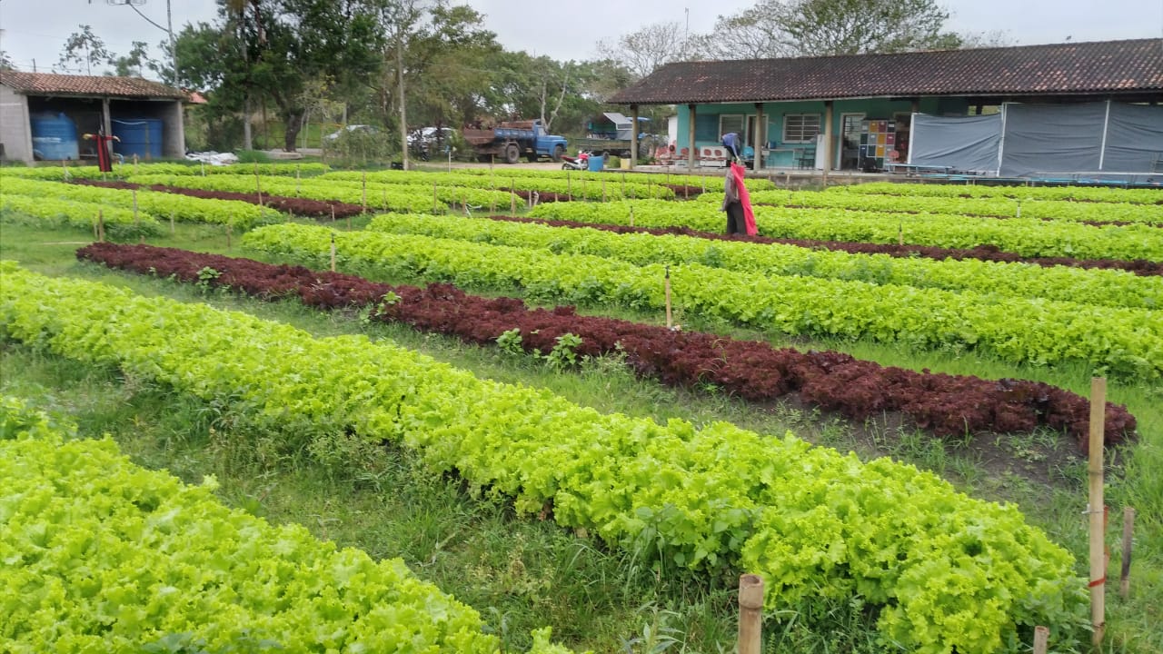 Cerca de oito mil pés de alface foram colhidos na Horta Educacional para compor os kits de alimentação escolar