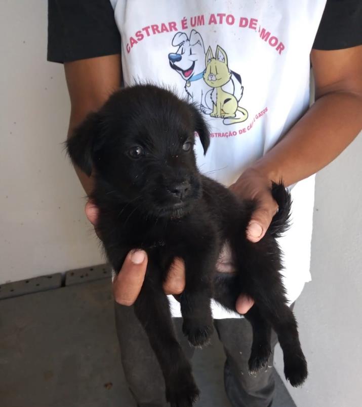 Bem estar animal- Filhotinhos para adoção na Zoonones Municipal da Ilha 
