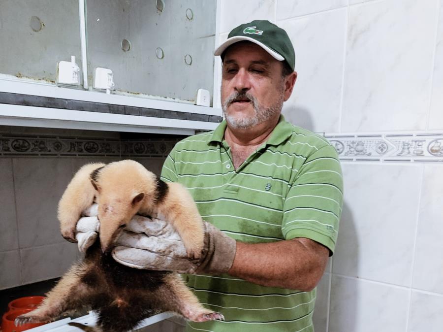 Após tratamento veterinário e muito carinho, Tamanduá Chica foi devolvida à natureza 
