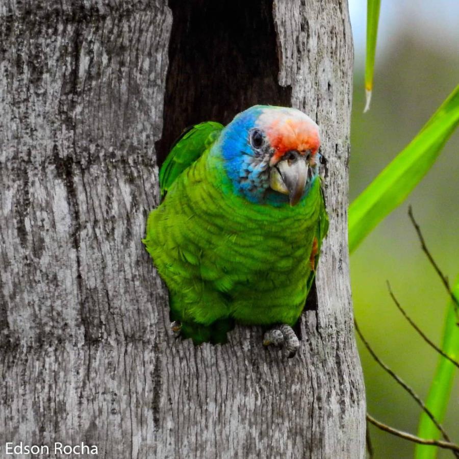Palestra “Vida e monitoramento do Papagaio de Cara Roxa” será nesta quarta 21/02, no Centro de Educação Ambiental (CEA) da Ilha