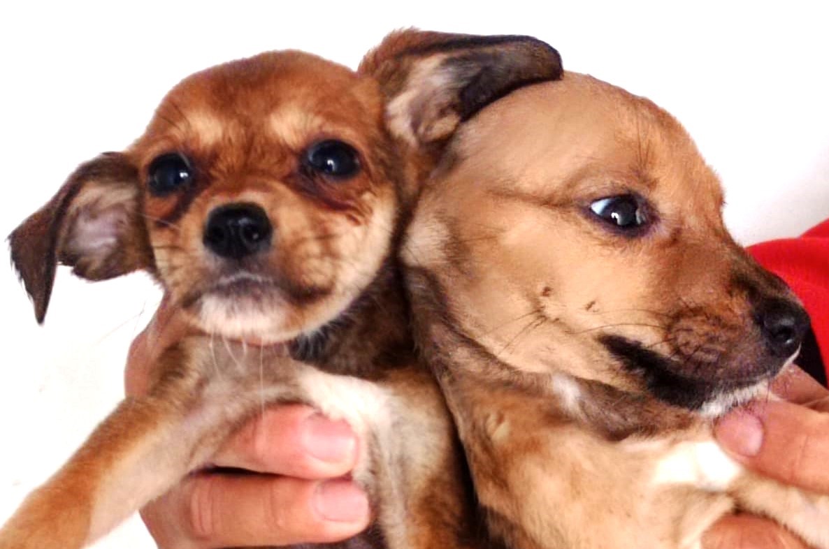 Zoonoses Municipal da Ilha conta com muitos cãezinhos filhotes para adoção