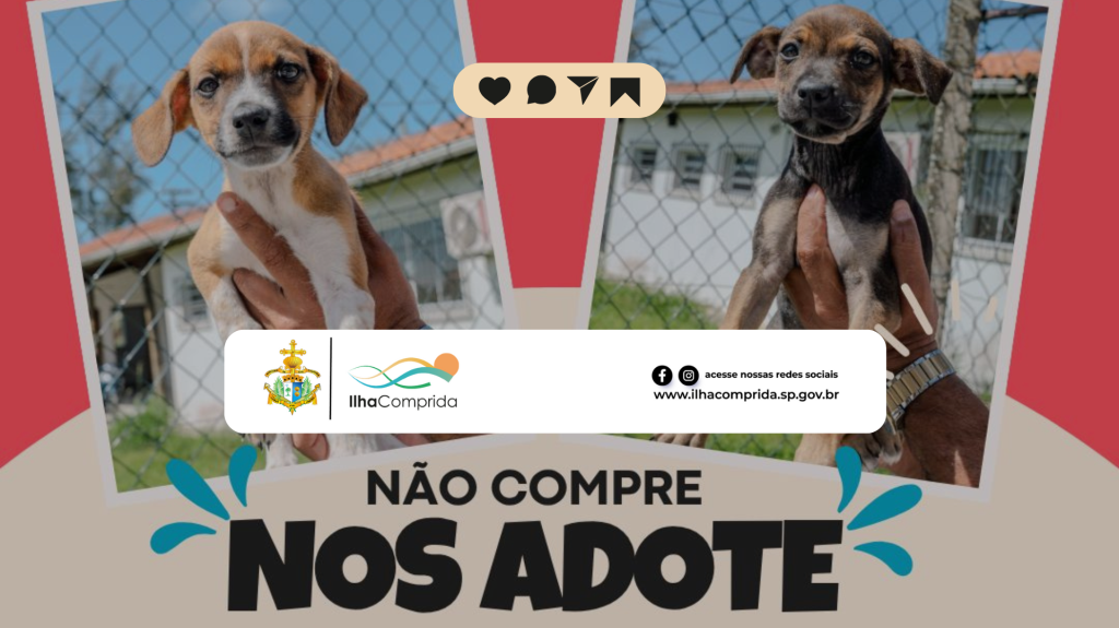 Zoonoses de Ilha Comprida incentiva adoção responsável: “Não compre, nos adote!”