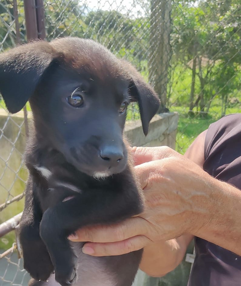 Zoonoses da Ilha conta com diversos cachorrinhos filhotes para adoção