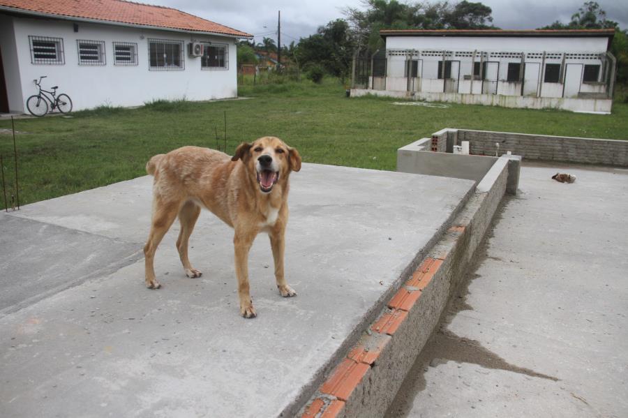 Com RGA, castrada e chipada pela Zoonoses da Ilha, a Caramelo é candidata à adoção