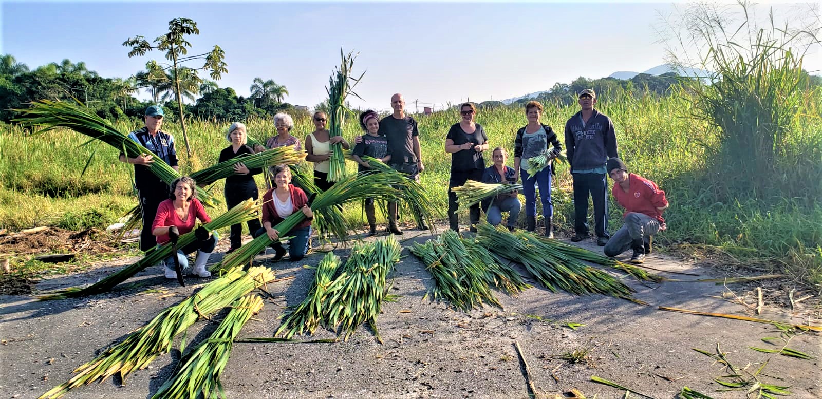 Colheita da Taboa e a arte sustentável da Ilha para gerar renda e encantar os visitantes