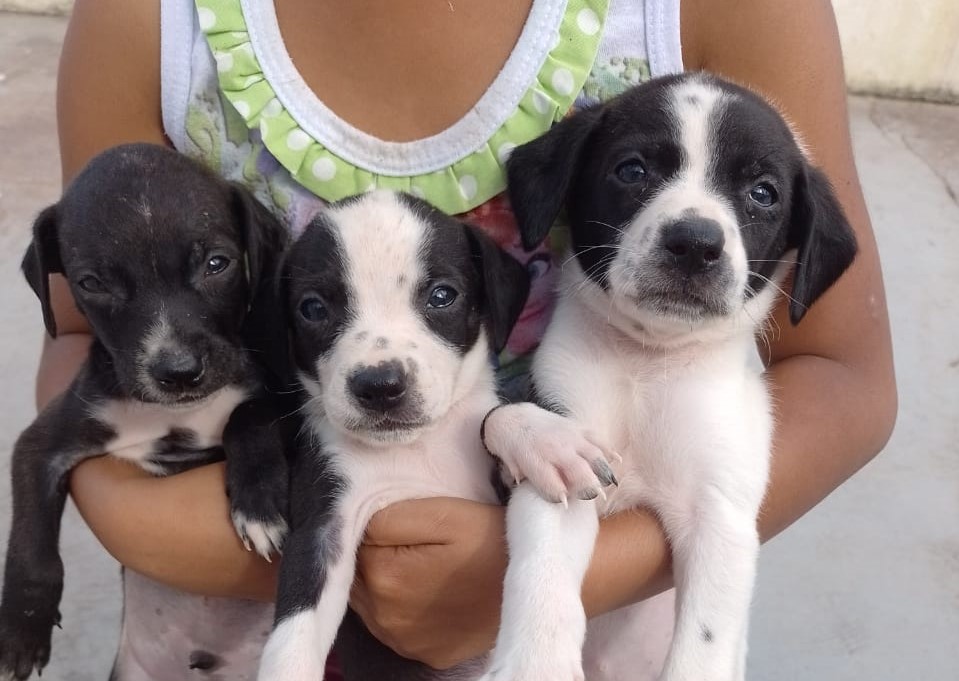 Zoonoses da Ilha conta com filhotinhos de cachorrinhos para adoção 