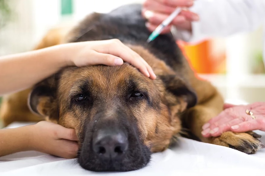 Bem-Estar Animal: vacinação é essencial para evitar a parvovirose em cães