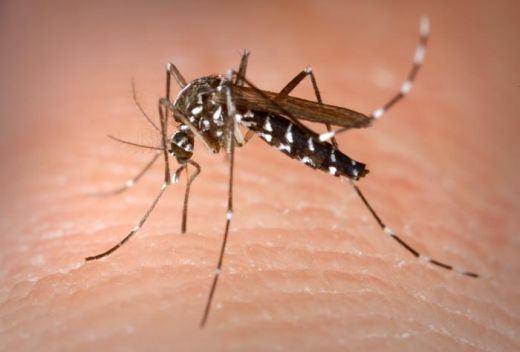 São João intensifica luta contra o mosquito Aedes Aegypti