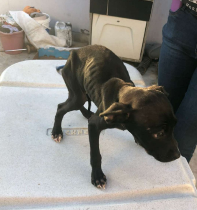 Departamento de Bem-Estar Animal resgata 13 cães vítimas de maus-tratos em São João da Boa Vista 