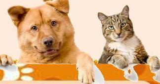 Programa de Castração Animal implanta microchip de identificação em 550 pets