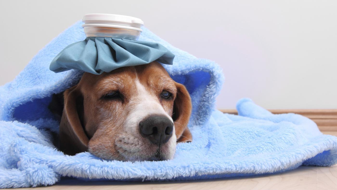 INFORMATIVO SOBRE A EPIDEMIA DE TOSSE DOS CANIS NOS CÃES DA CIDADE
