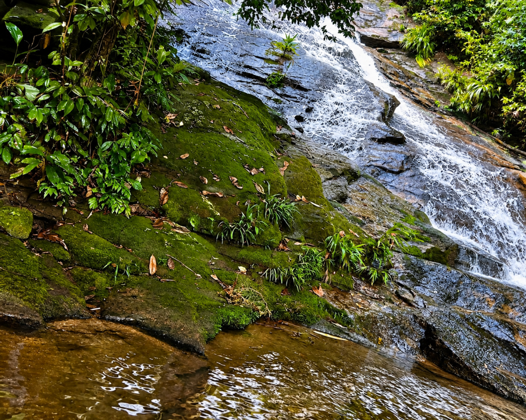 Caminhada Ecológica encerra a Semana do Meio Ambiente em Mongaguá neste domingo (7)