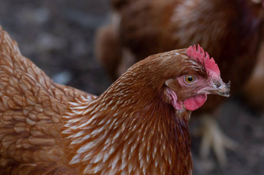 Informativo sobre influenza aviária