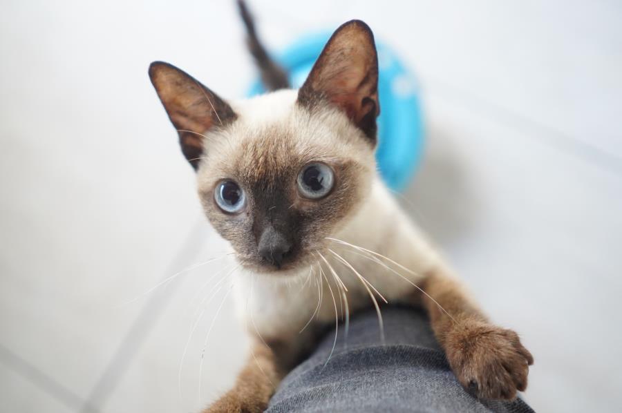 Mongaguá lança 1ª Campanha de Agasalho Pet