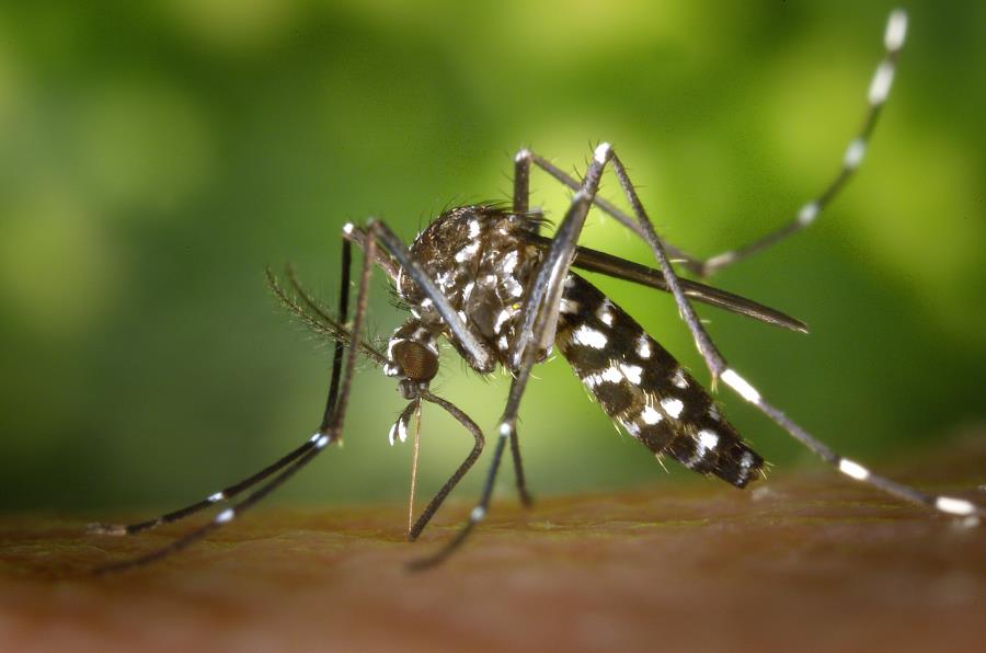 Mongaguá se prepara para a Semana Estadual de Combate ao Aedes aegypti