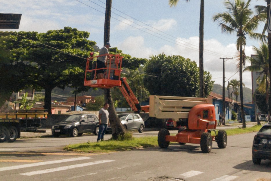 Poda dos coqueiros da Avenida São Paulo é iniciada