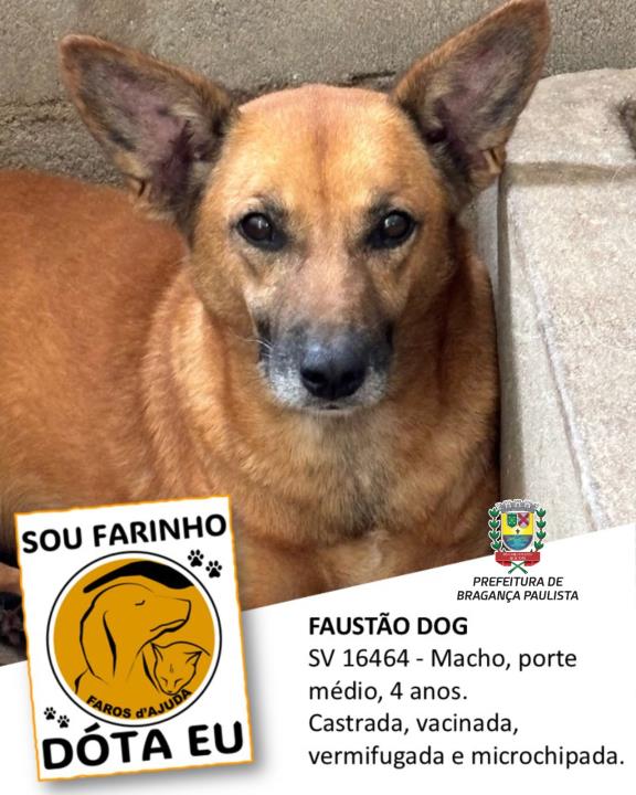 Confira os animais que estão esperando um novo lar no Canil Municipal