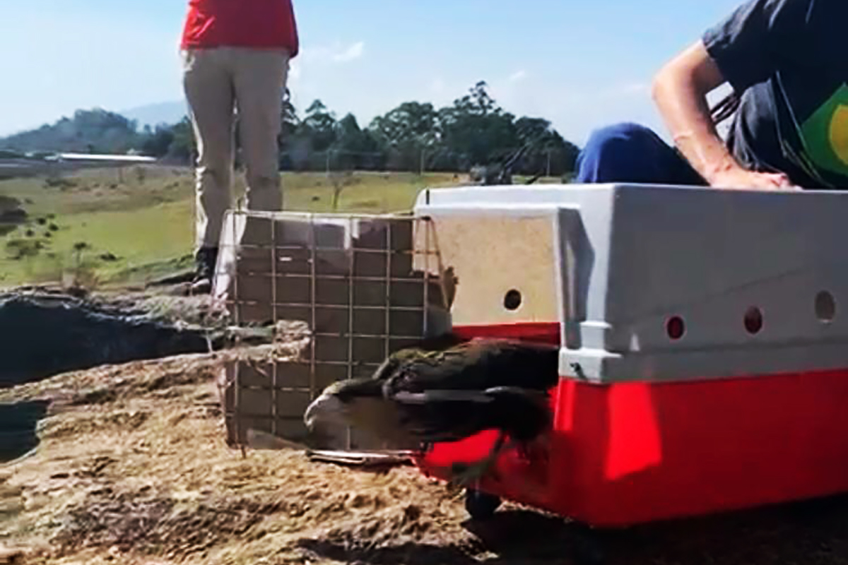 Meio Ambiente realiza soltura de aves na Pedra da Guarita
