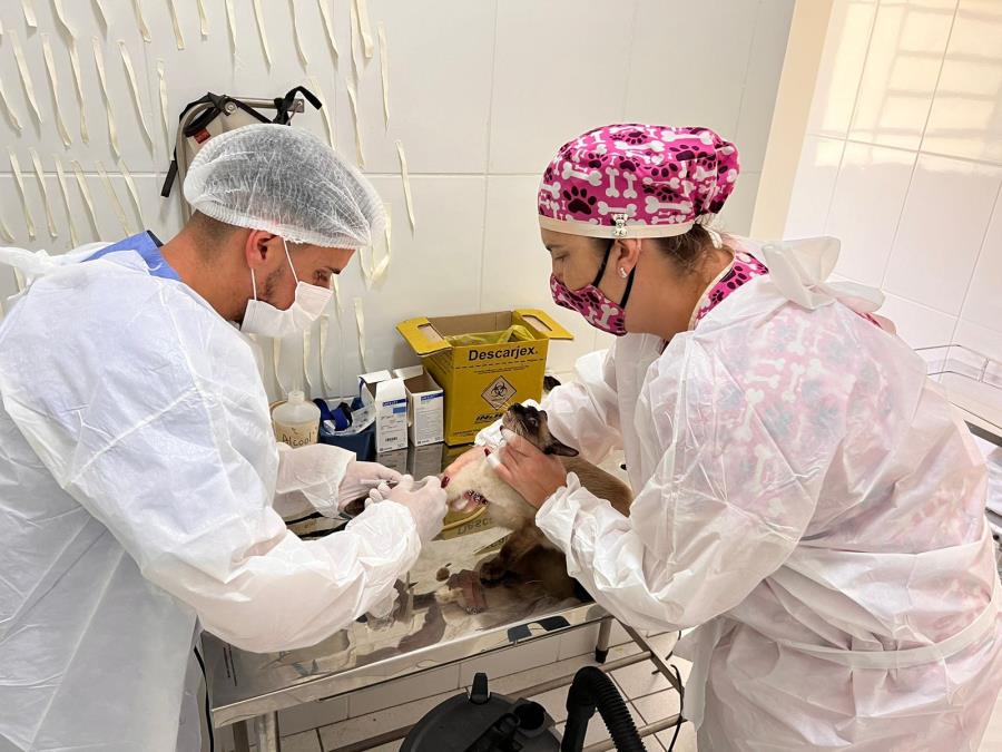 Castramóvel atenderá no Posto de Monta nos dias 17 e 18 de março