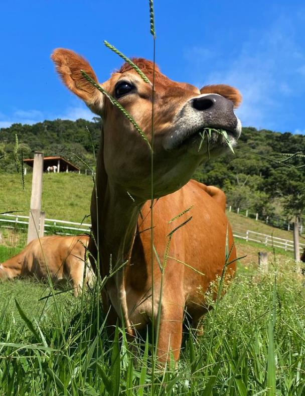 Proteção no campo: começa campanha de vacinação contra brucelose