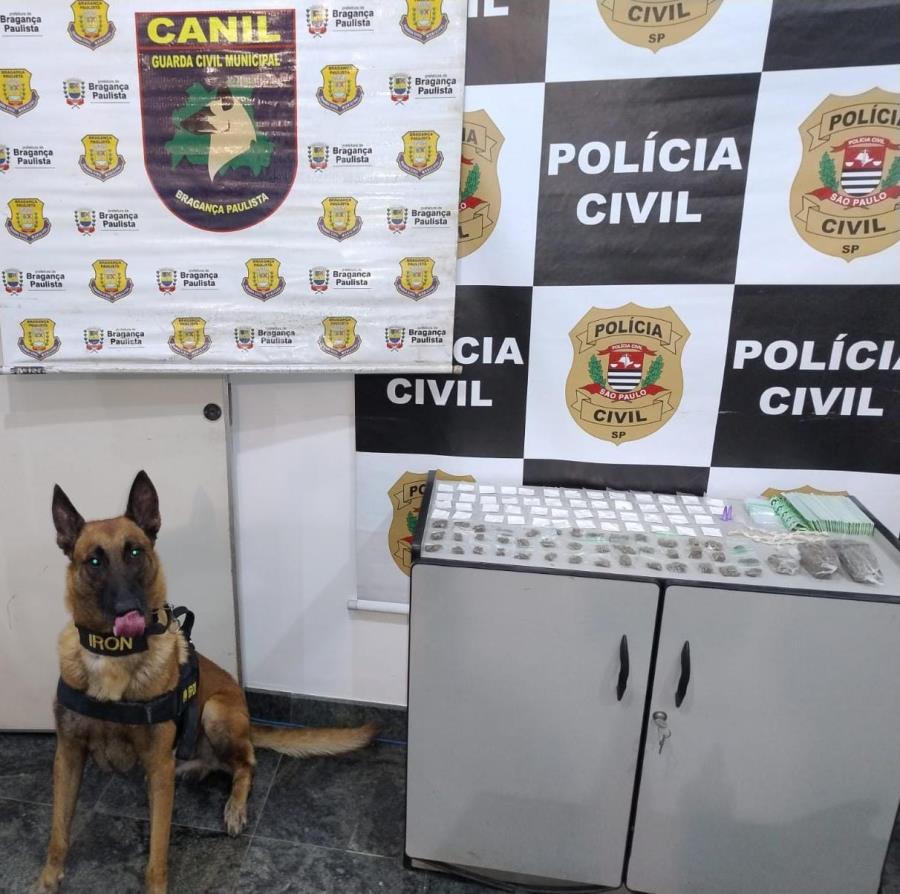 Cão da Guarda Civil Municipal ajuda Polícia Civil a apreender drogas