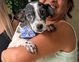 Prefeitura de Bragança Paulista entrega primeiro lar temporário do PSA animal