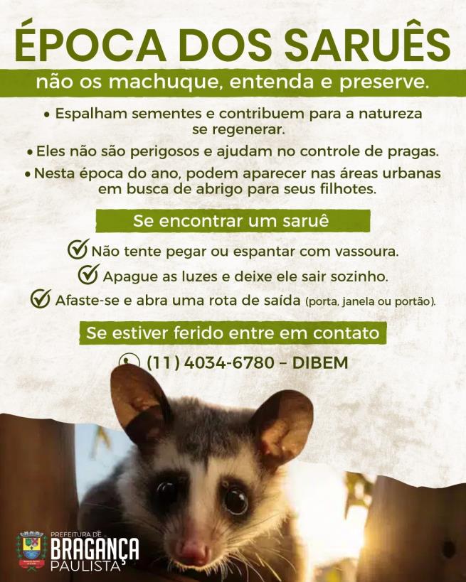 Saruês em Bragança Paulista: Prefeitura reforça orientações para convivência segura com a fauna silvestre