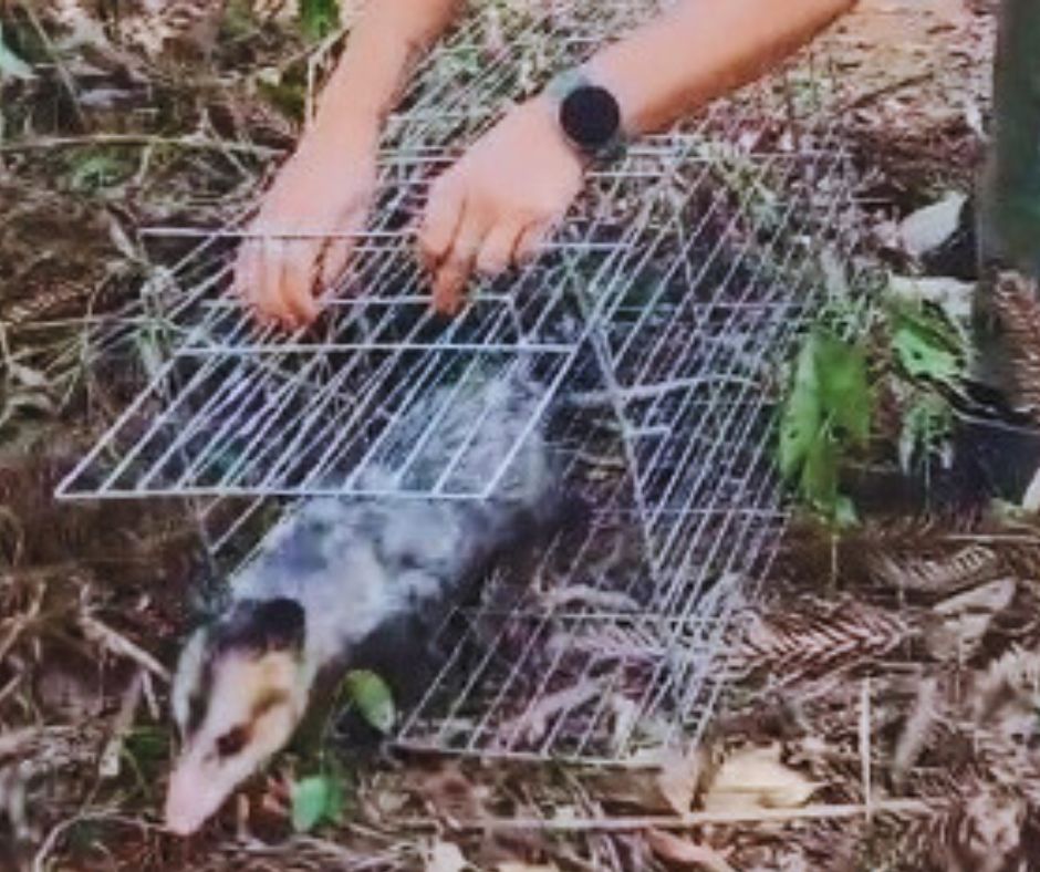 Saruê é resgatado com segurança pela Secretaria do Meio Ambiente após entrar em residência no Centro de Bragança Paulista