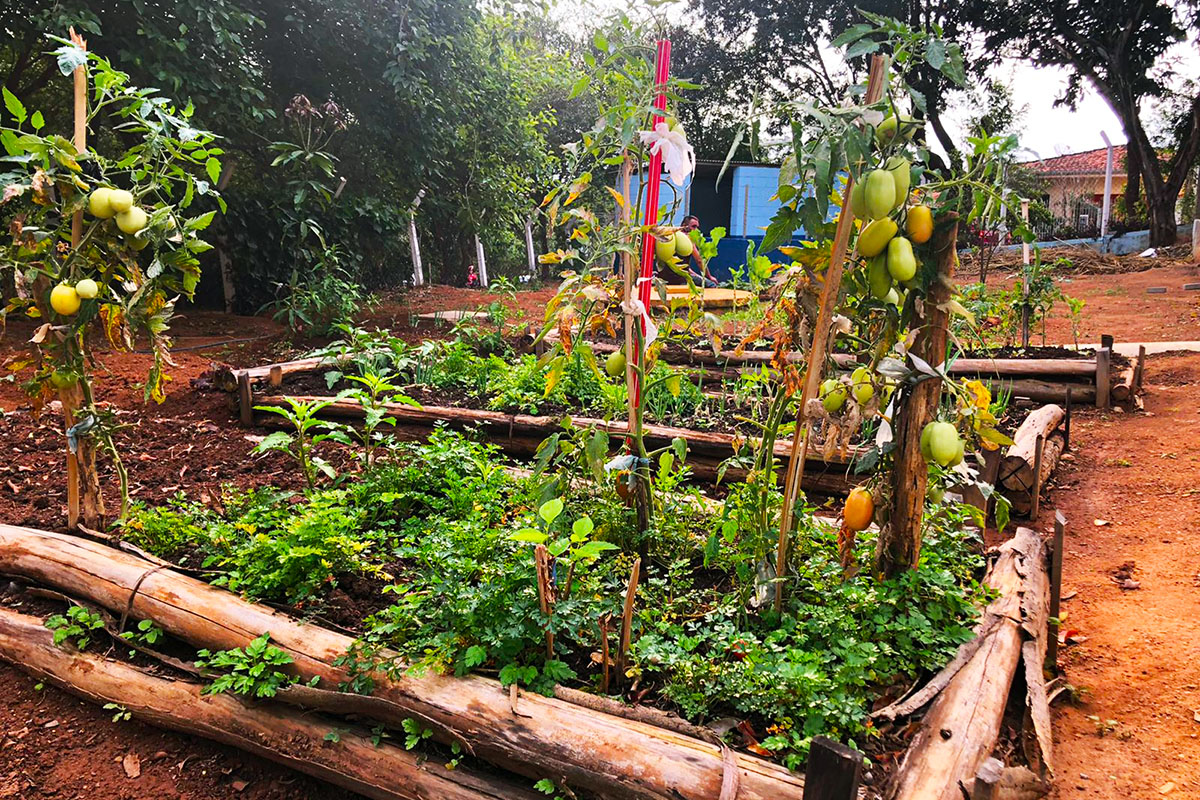Hortas Escolares e Comunitárias unem teoria e prática para alimentação saudável e educação ambiental em Bragança Paulista