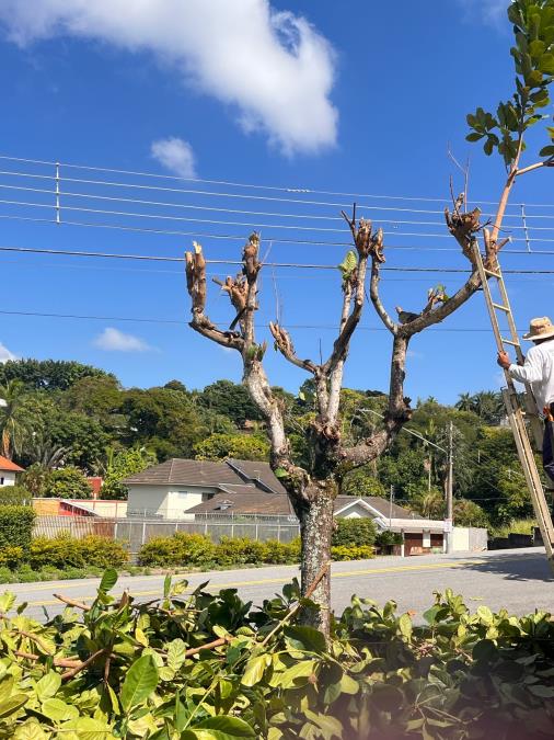 Prefeitura de Bragança Paulista alerta sobre poda indevida de árvores em logradouros públicos