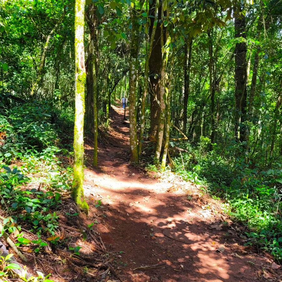 Prefeitura inicia elaboração dos Planos de Manejo do Bosque das Araucárias e do Parque Natural Municipal Petronilla Markowicz