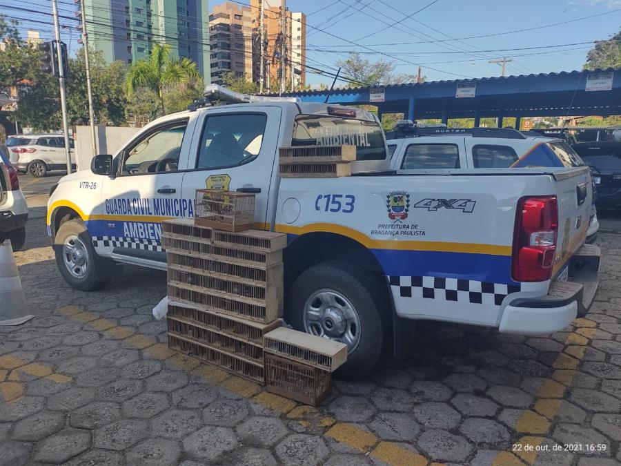 Secretaria de Meio Ambiente e Guarda Municipal Ambiental realiza apreensão de 65 aves silvestres
