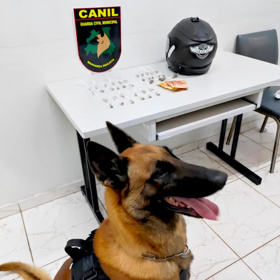 GCM e cão K9 Iron logram êxito em mais uma ação de combate ao tráfico de drogas
