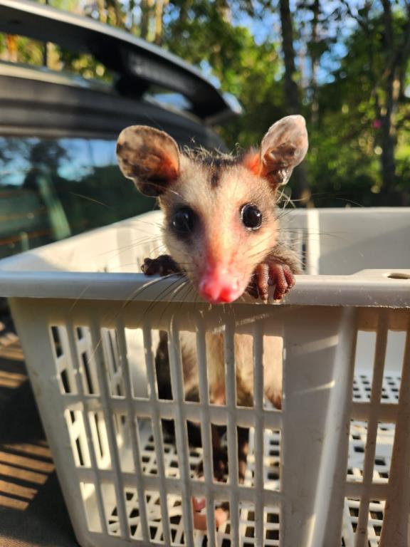 Após avaliação e cuidados, saruês resgatados são reintroduzidos na natureza em Bragança Paulista