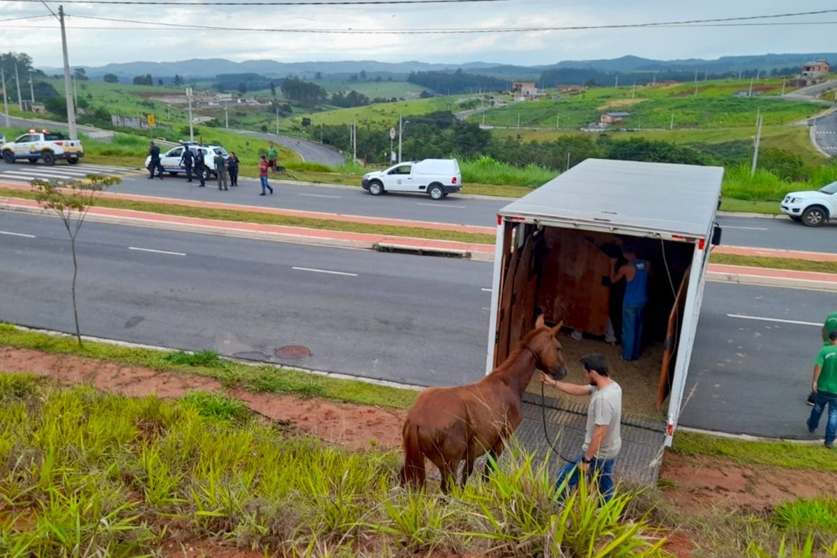 Prefeitura resgata cavalos em vias públicas do Jardim Bonança