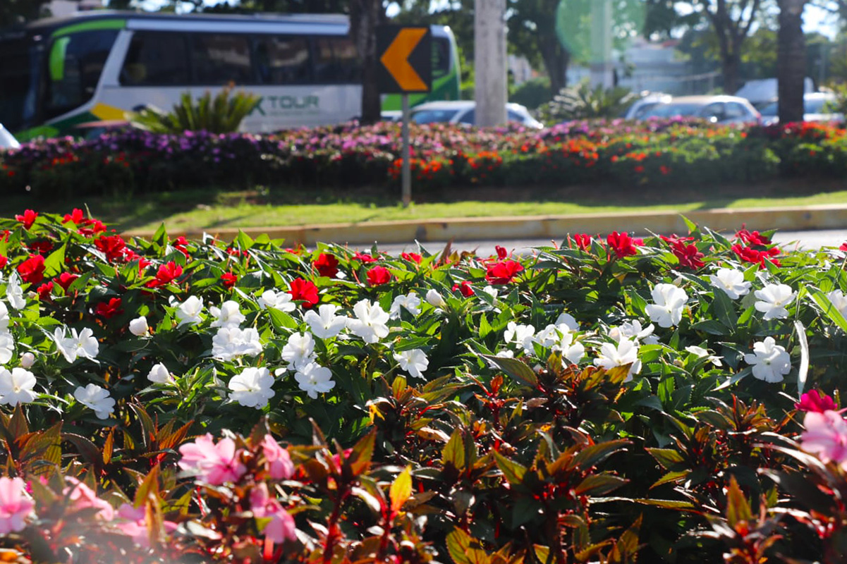 Paisagismo da cidade se destaca nas avenidas, parques, jardins e logradouros públicos