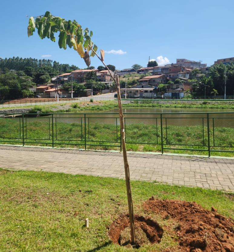 Bragança Paulista fortalece arborização urbana por meio de compensação ambiental
