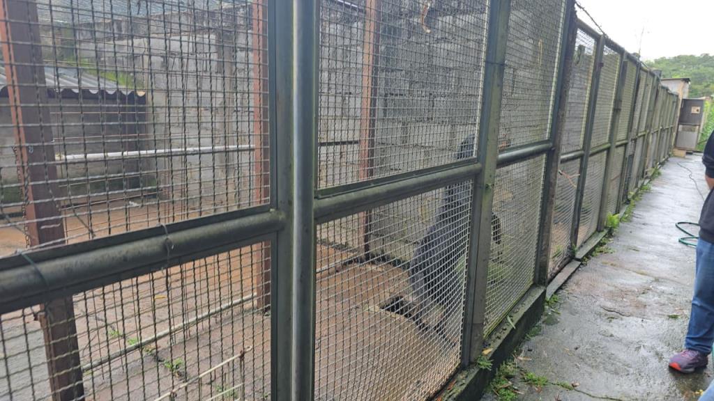 Reforma completa vai transformar Abrigo Municipal de Cães e Gatos