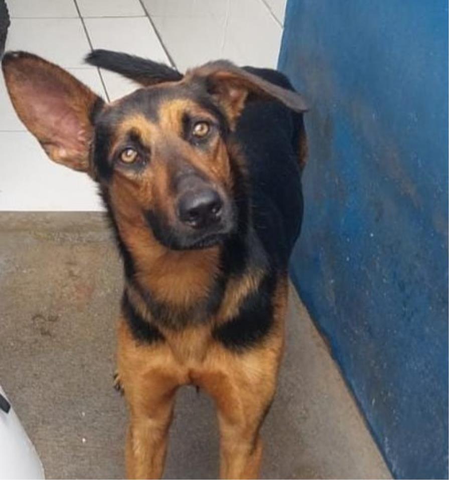 Programa PSA ANIMAL incentiva lares temporários para cães e gatos resgatados