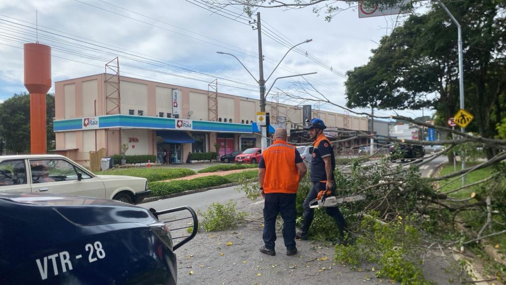 Corte preventivo de árvores com risco de queda é realizado