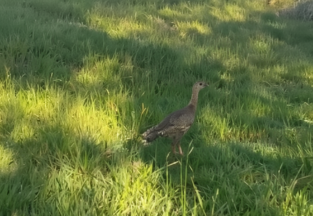 Prefeitura de Bragança Paulista realiza reintrodução de animais silvestres na natureza