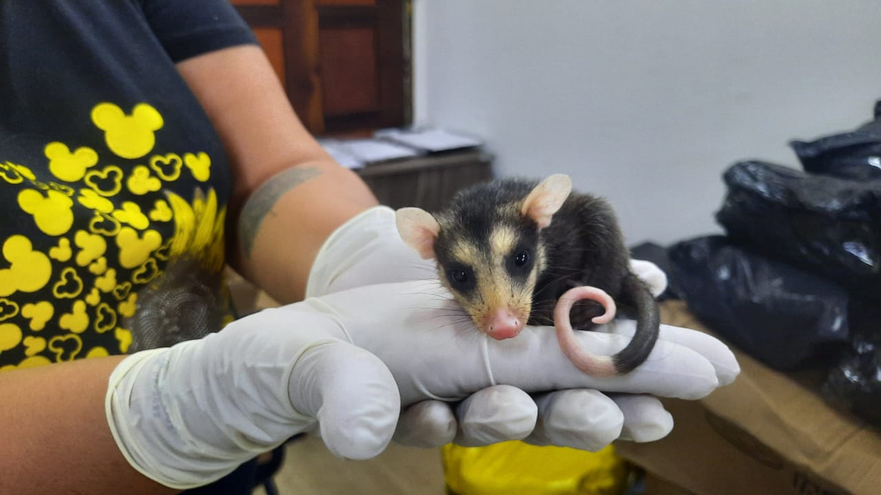 Secretaria Municipal do Meio Ambiente atua no resgate e proteção da fauna silvestre