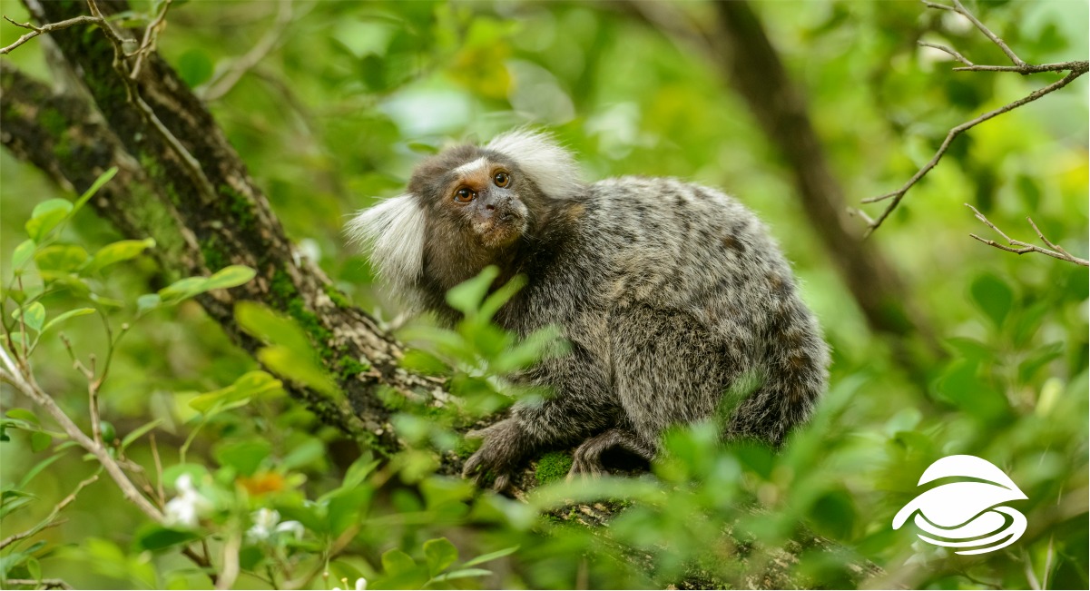 Mata Ciliar terá sede para cuidar de animais silvestres em Bragança Paulista