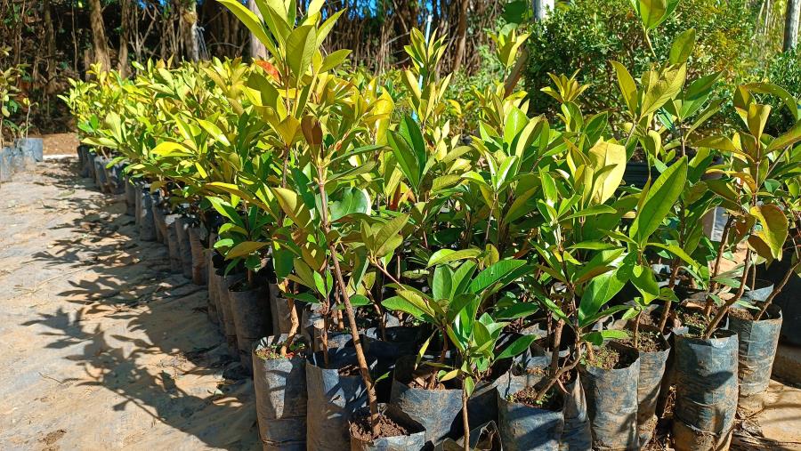 Bragança Paulista recebe 10 mil mudas como compensação ambiental e avanço no plano de arborização urbana
