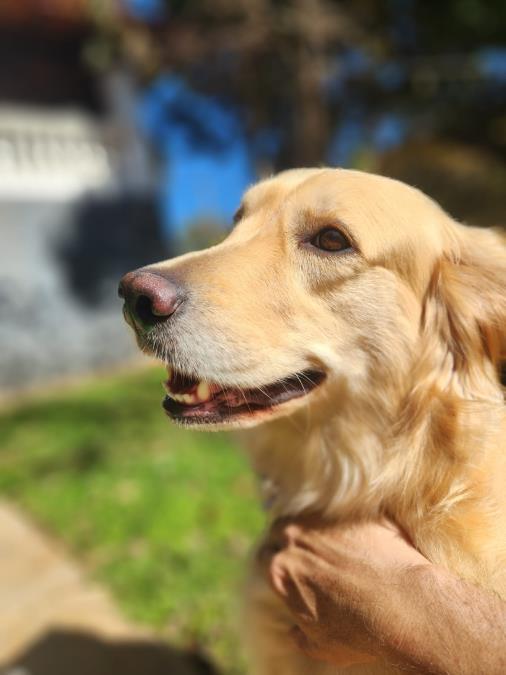 Projeto Municipal de Pagamentos por Serviços Ambientais Lar Temporário para Animais – “PSA Animal” é lançado em Bragança Paulista