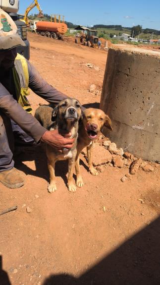 Programa PSA Animal abre portas para novas histórias de cuidado e adoção