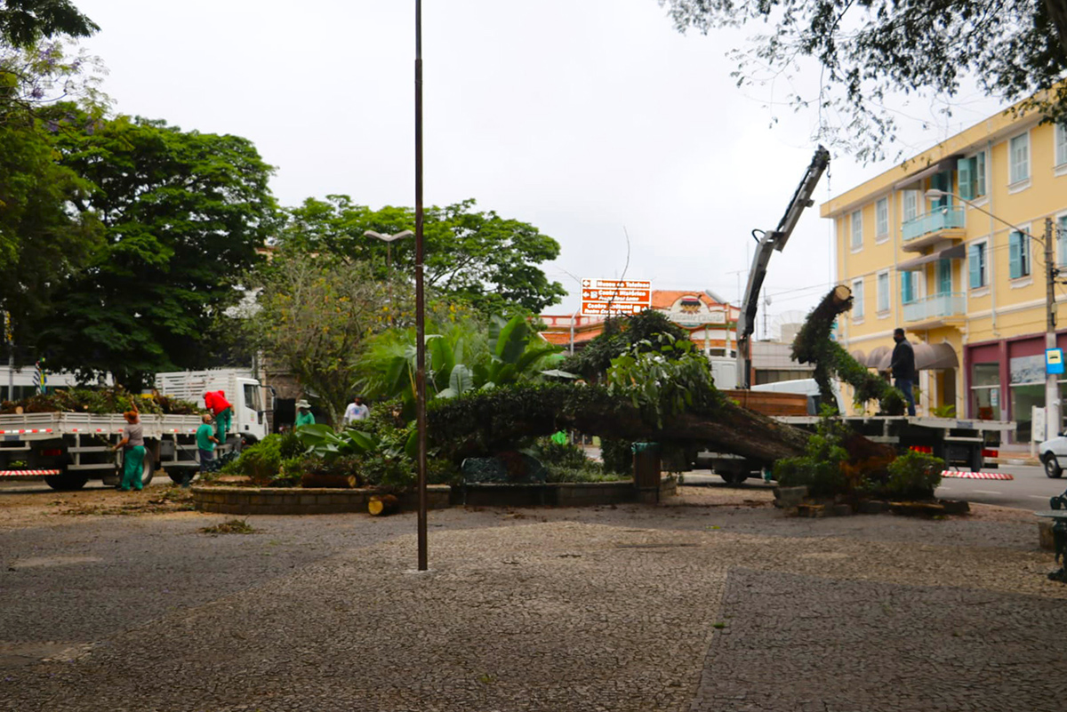 Árvore comprometida cai na Praça José Bonifácio