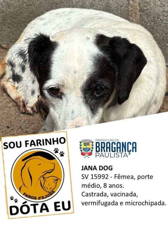 Cães e gatos aguardam por adoção no Abrigo Municipal