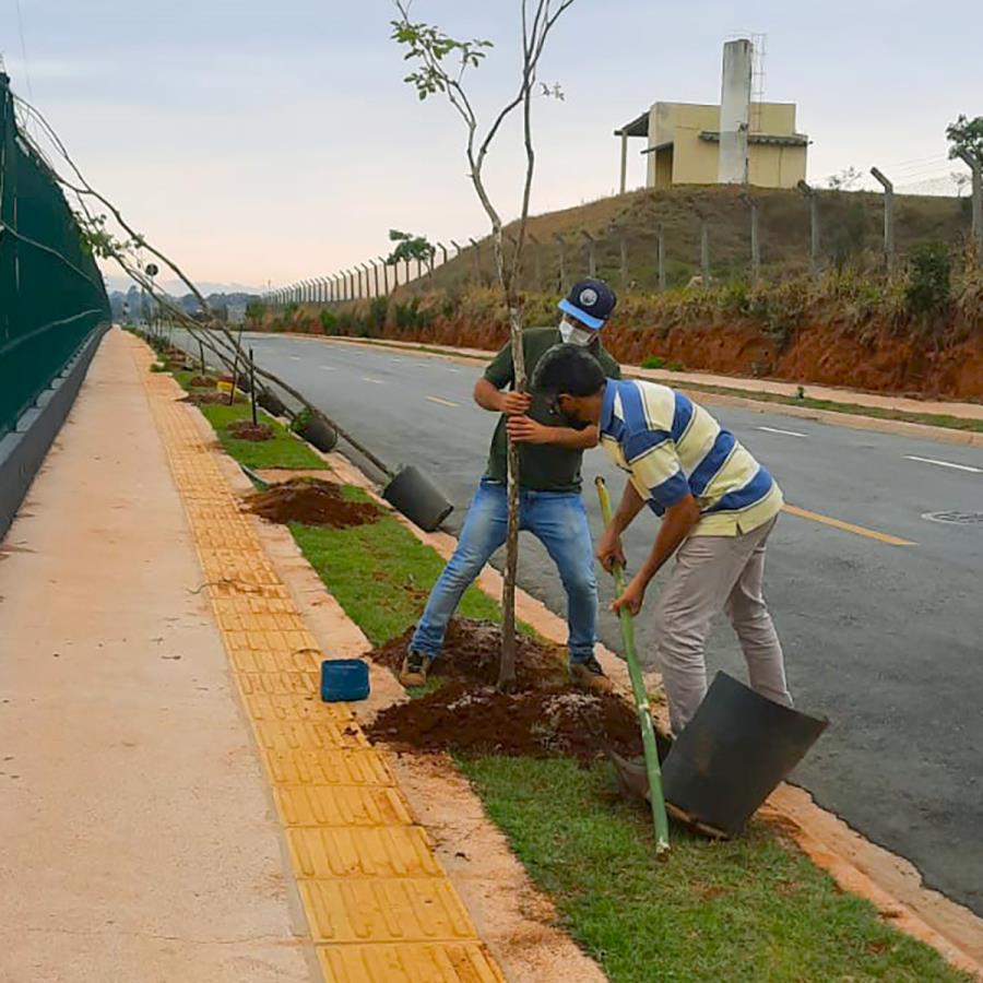 Mais de 20 mil árvores já foram plantadas em Bragança Paulista durante atual gestão