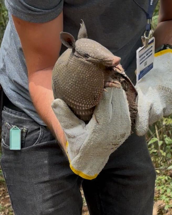Bragança Paulista reforça ações de proteção à fauna com resgate de filhote de saruê e atendimento a animal silvestre no Centro